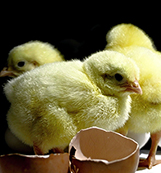 chicks