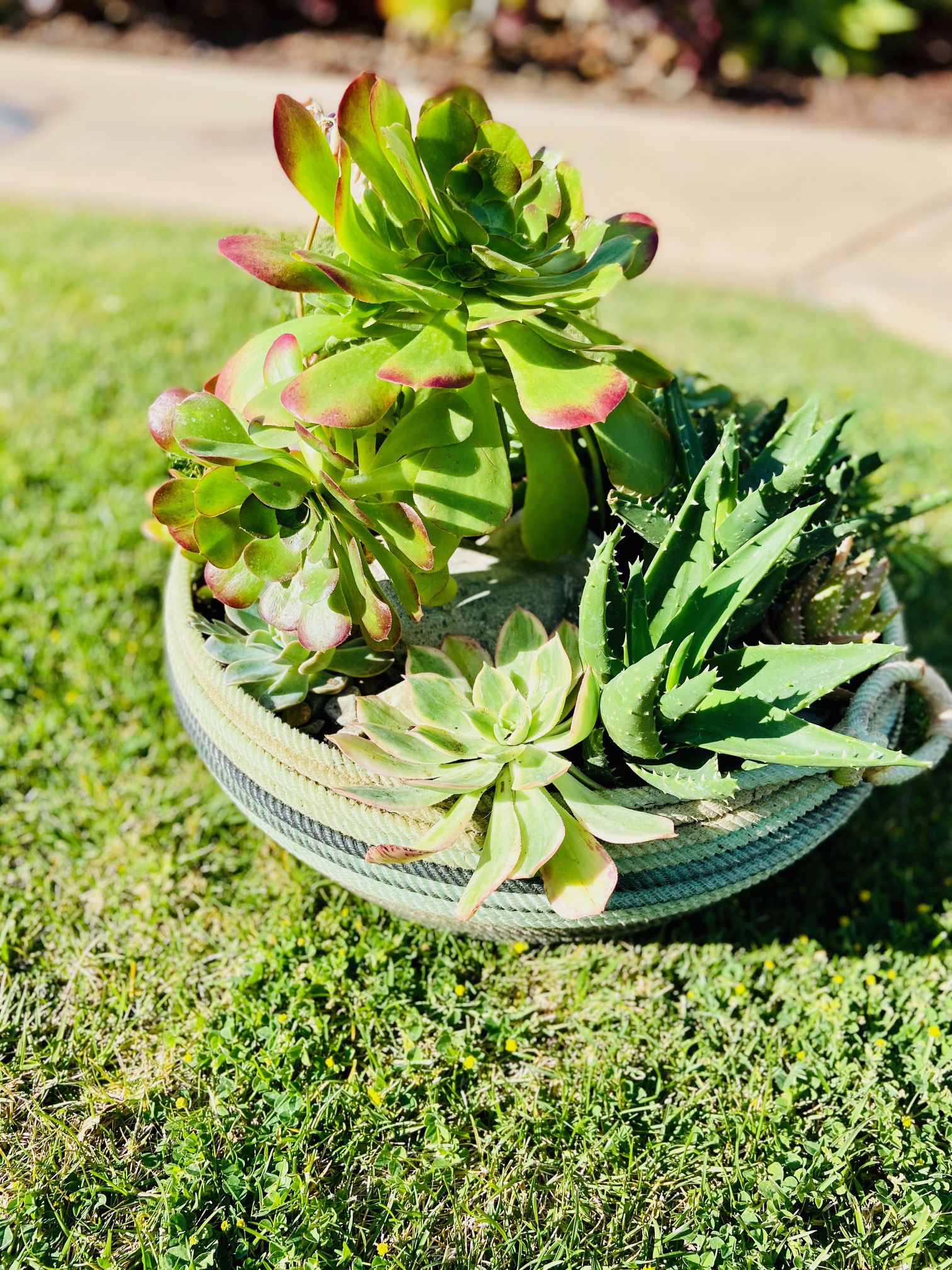 succulents