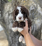 bernedoodle