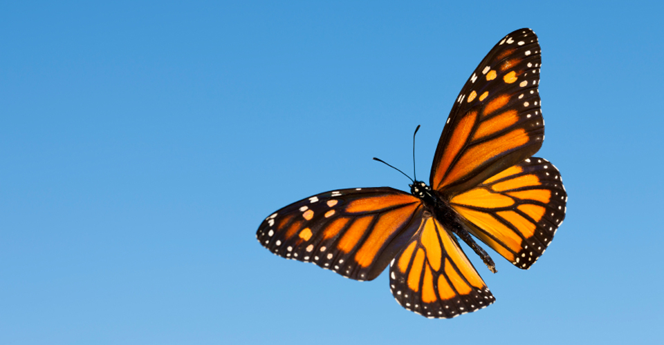 butterfly